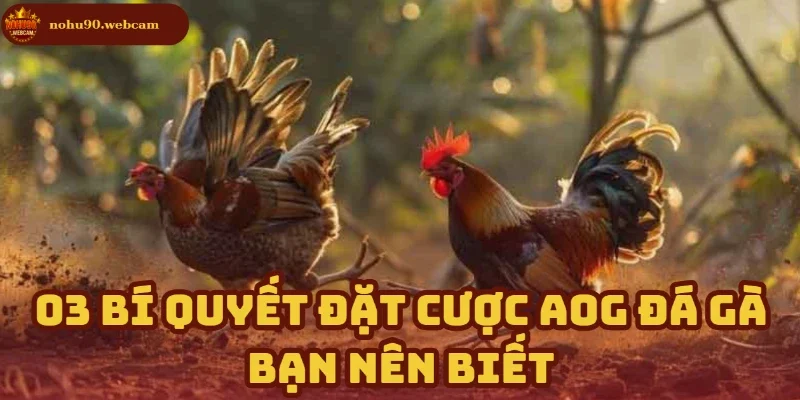AOG Đá Gà – Trải nghiệm cá cược đá gà đỉnh cao cùng Nohu90 4 Ba bí kíp vàng khi đặt cược trong sảnh chơi này