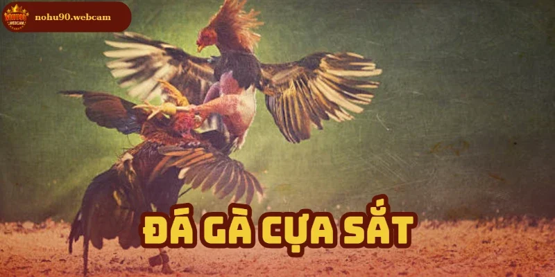 da ga cua sach anh dai dien