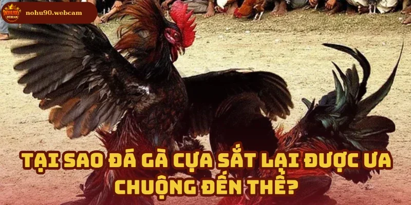 Điều khiến đá gà Nohu90 trở thành lựa chọn của dân cá cược