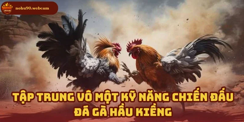 Đá Gà Hầu Kiềng Nohu90 – Nơi hội tụ những chiến kê đỉnh nhất 4 Chuyên sâu một kỹ năng – Chìa khóa chiến thắng